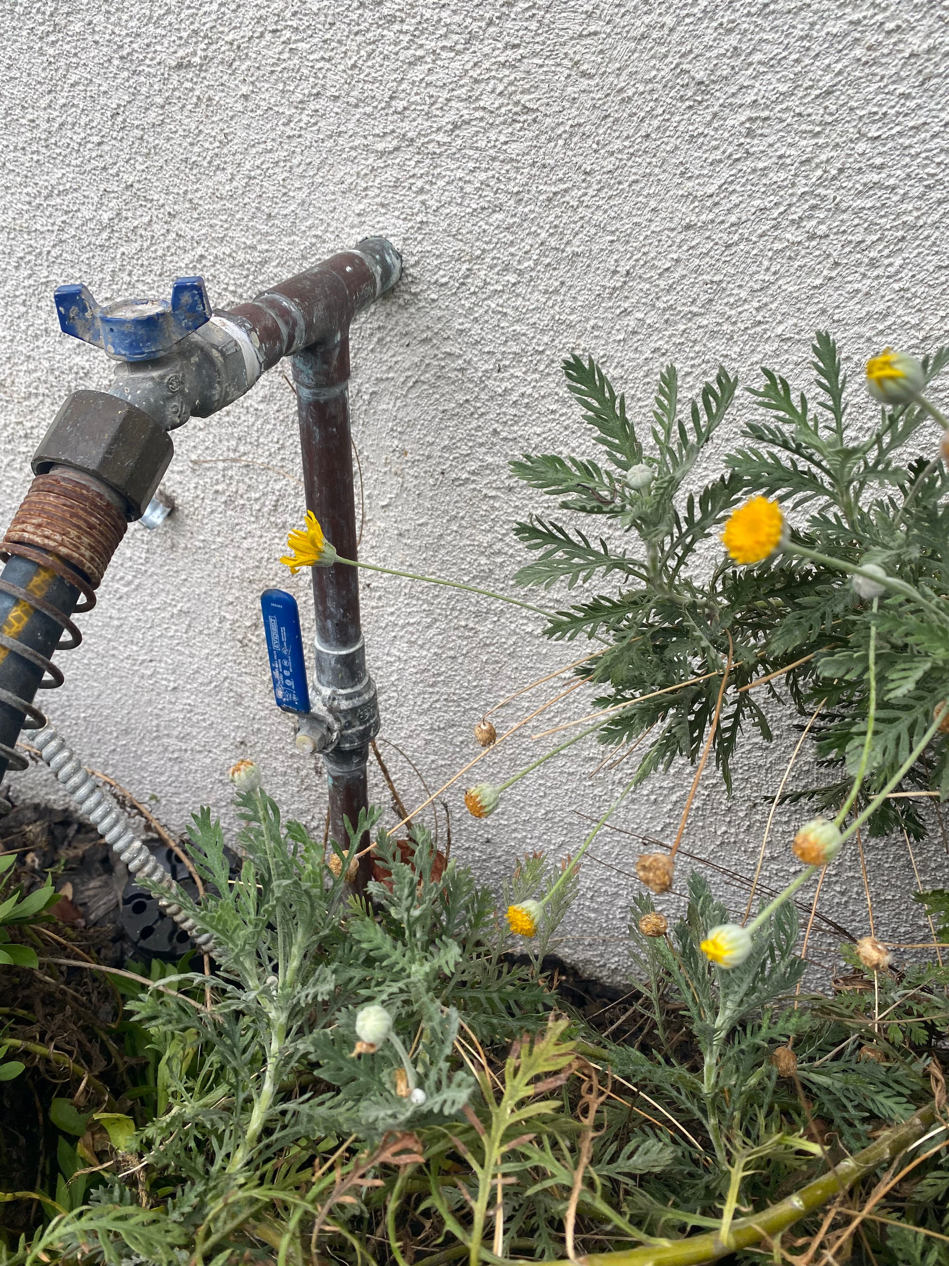 Project New Water Pressure Regulator Installed on Rose Ave image