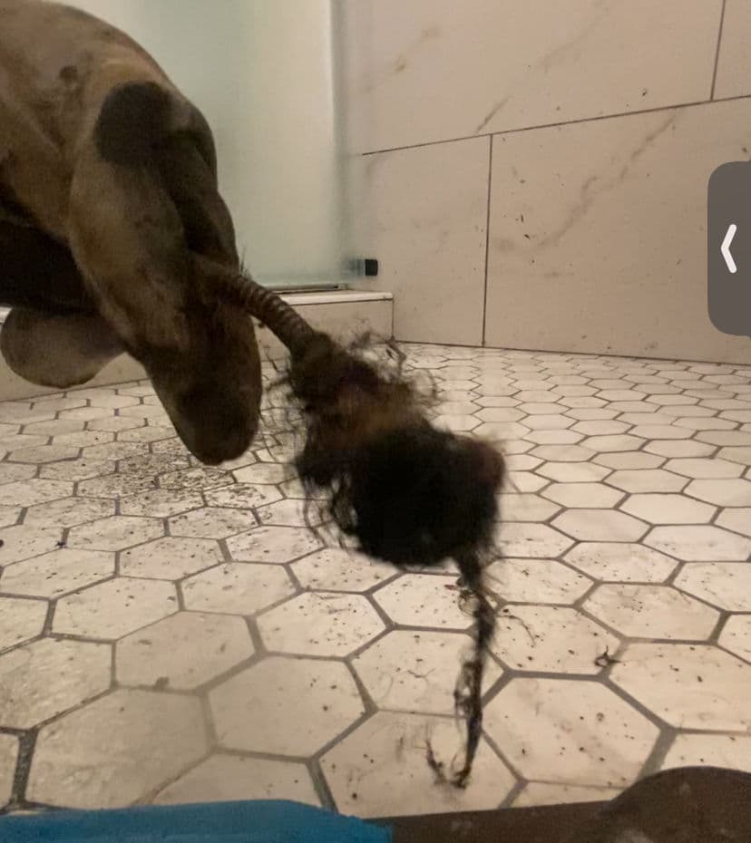 Project Shower Drain Rescue in Costa Mesa image