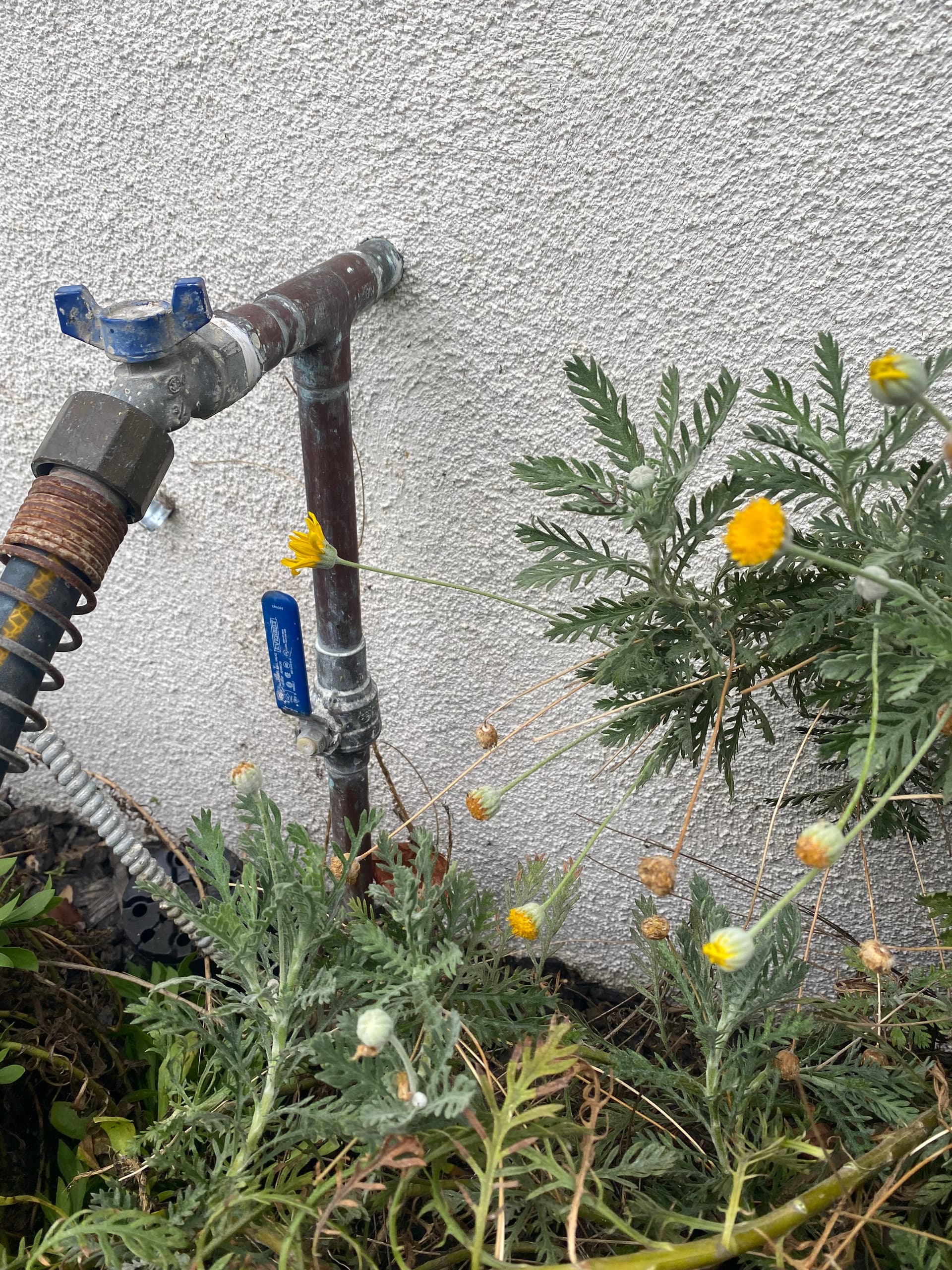 New Water Pressure Regulator Installed on Rose Ave image